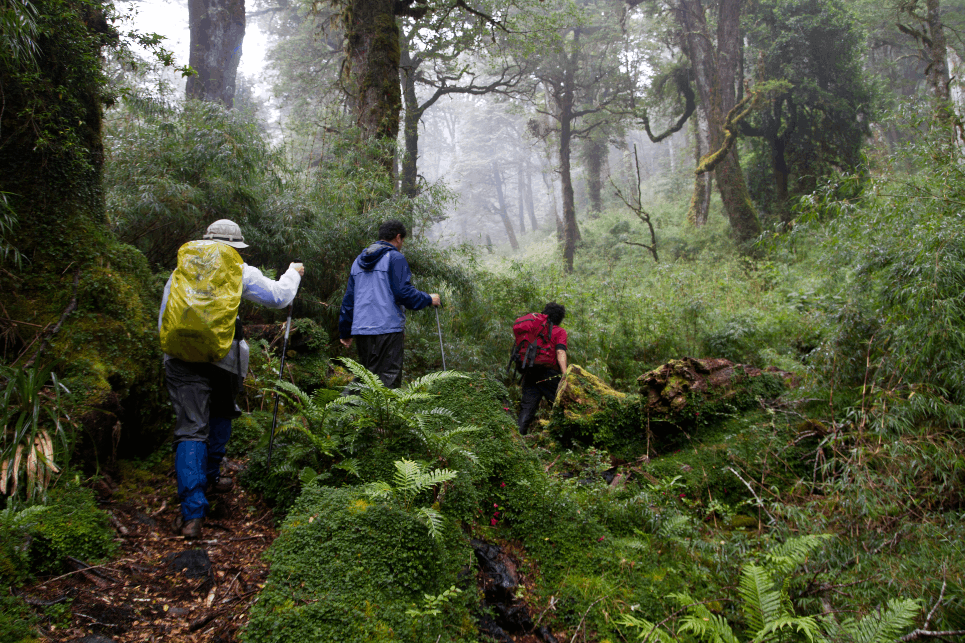 Trekking - Hiking