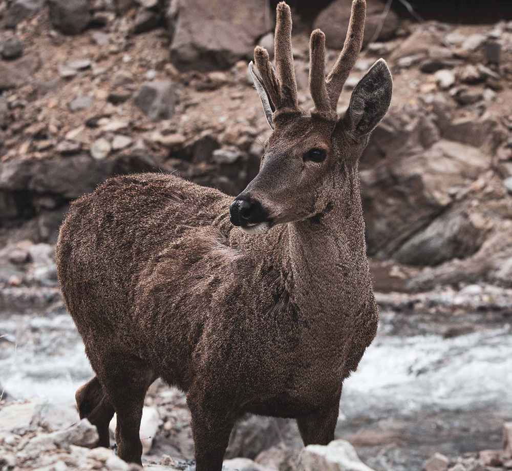 Wildlife Watching